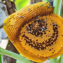 น้ำผึ้งป่า