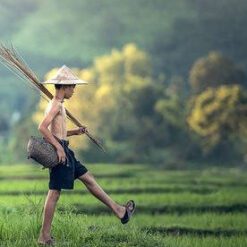 วิถีชีวิต